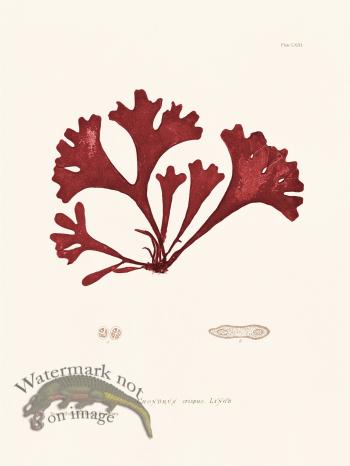 Bradbury Seaweed 063